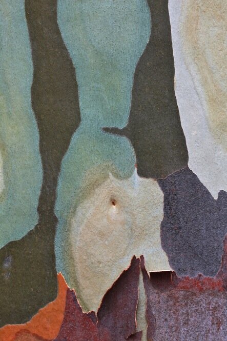 Spotted gum trees grow on the east coast of Australia. The orange-colored bark peels off at the beginning of summer, leaving behind colorful splotches of green, white and yellow. Spotted gum trees grow on the east coast of Australia. The orange-colored bark peels off at the beginning of summer, leaving behind colorful splotches of green, white and yellow.