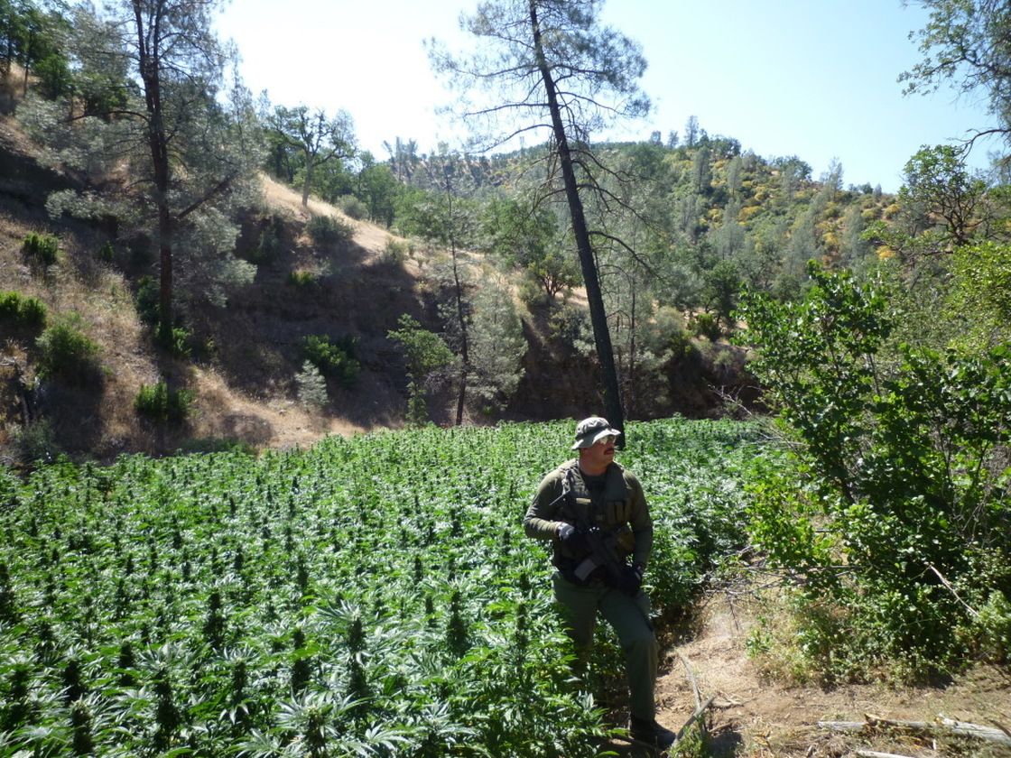 Marijuana fields in northern California