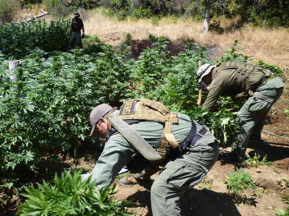 Drug agents chop down marijuana plants in northern California