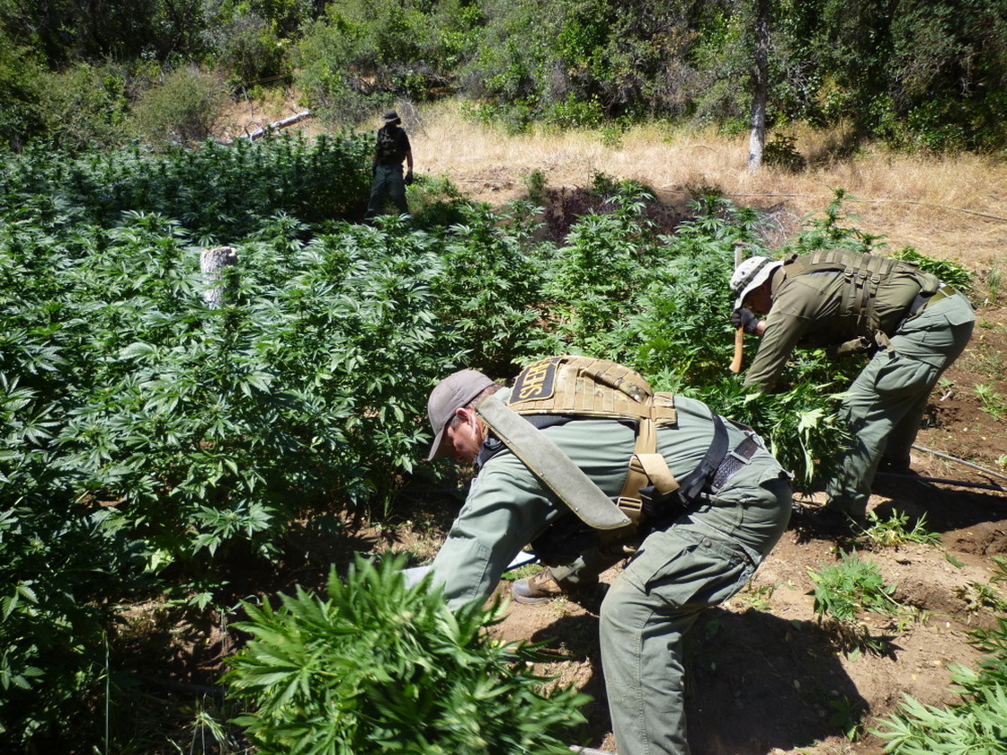 Drug agents chop down marijuana plants in northern California