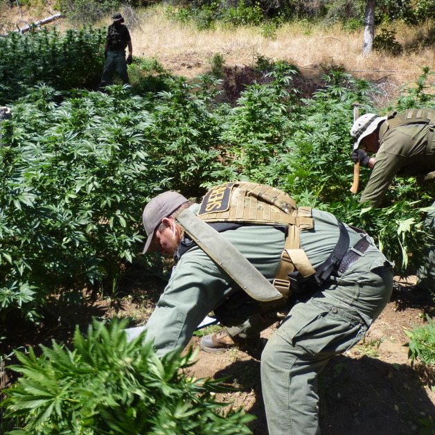 Drug agents chop down marijuana plants in northern California