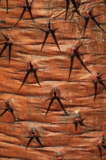 The Madagascar palm, or genus Pachypodia (meaning "thick foot") is engemic to the island. Its name refers to the swollen trunk, often bottle-shaped in certain species. The Madagascar palm, or genus Pachypodia (meaning "thick foot") is engemic to the island. Its name refers to the swollen trunk, often bottle-shaped in certain species.