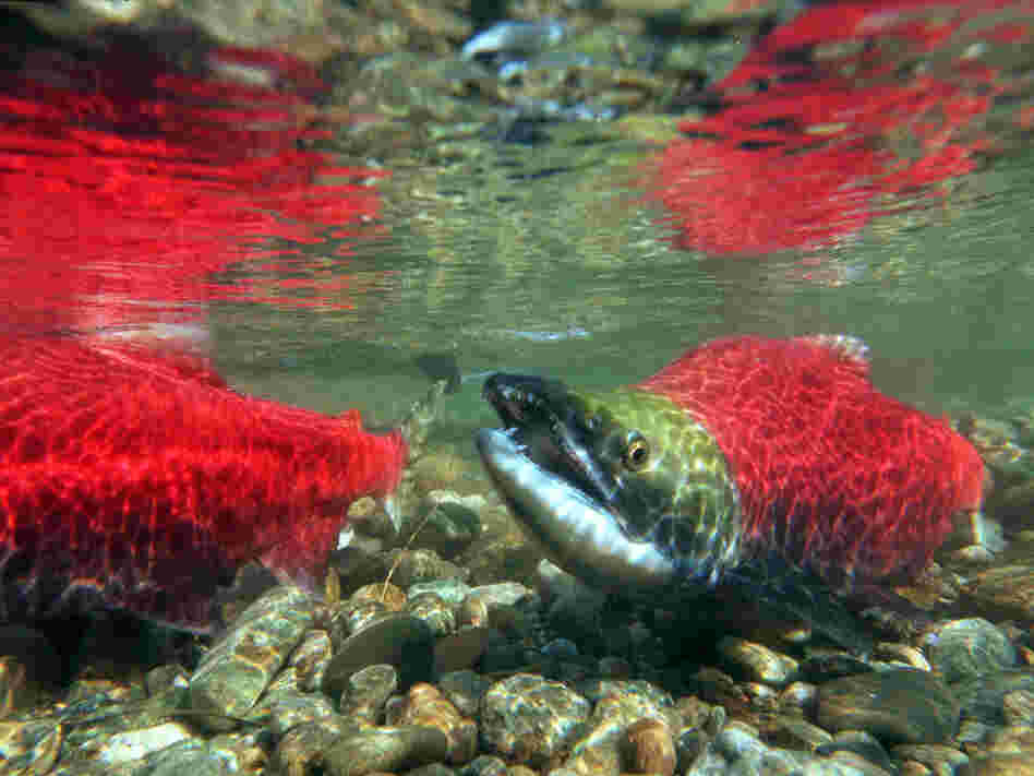 Sockeye salmon swimming at the mouth of the Adams River, part of the Fraser River System in Canada. Sockeye salmon swimming at the mouth of the Adams River, part of the Fraser River System in Canada.