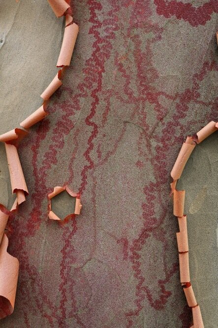 The Japanese Stewartia is a close relative of the tea plant. In the summer it is covered with white flowers and in the fall, the trunk turns orange-red. The Japanese Stewartia is a close relative of the tea plant. In the summer it is covered with white flowers and in the fall, the trunk turns orange-red.