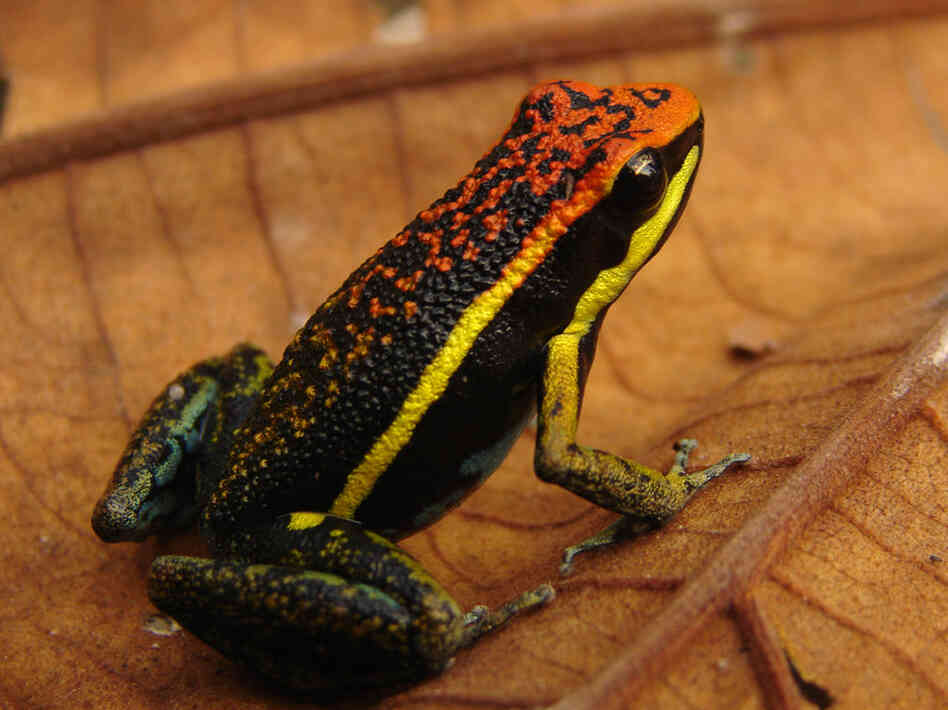 Ameerega pepperi, photo by Evan Twomey