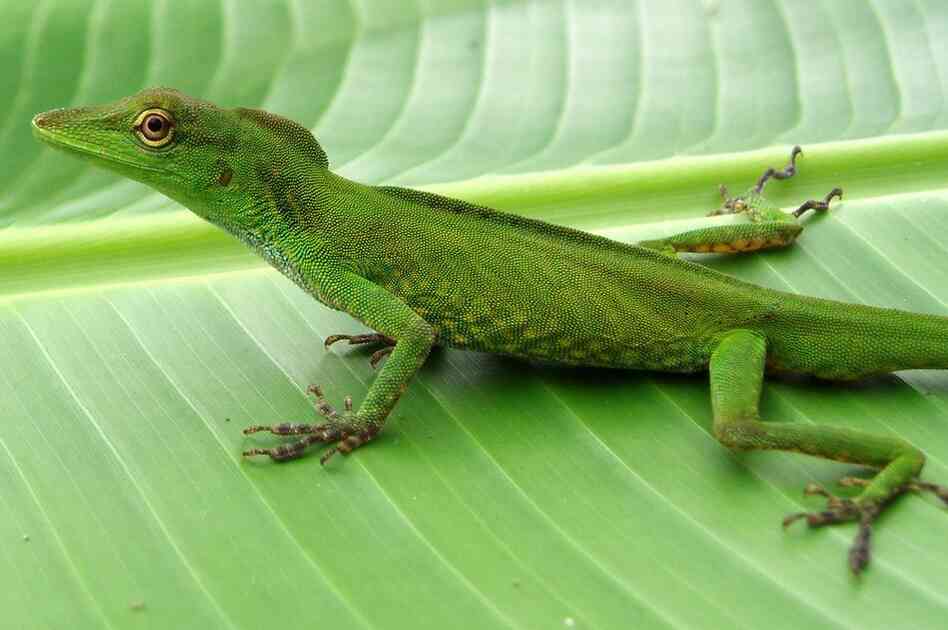 Anolis cuscoensis, photo by Steven Poe