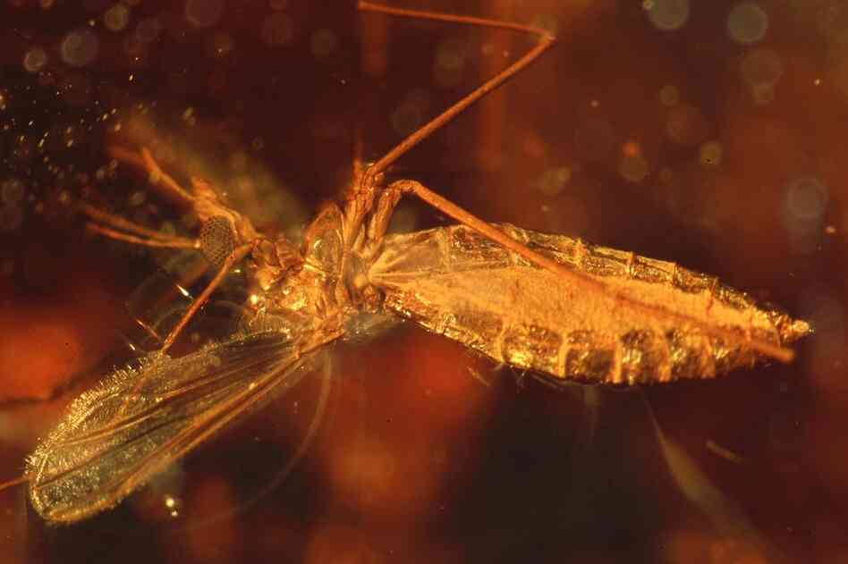 The amber that encases this fly, a member of the family Chironomidae, was made from the resin of 50 to 52 million-year-old tropical broadleaf trees.