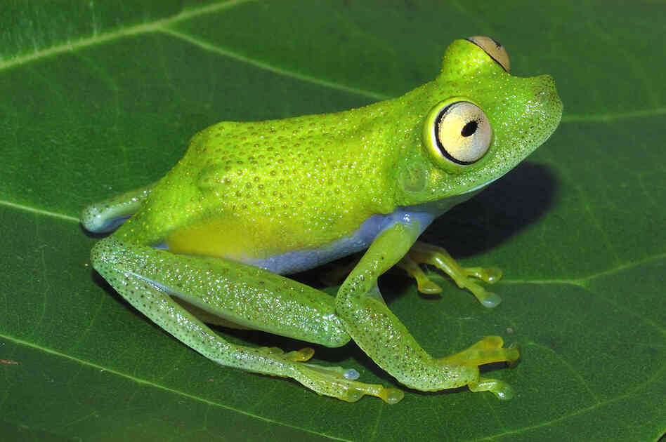 Hypsiboas liliae, male, photo by Philippe J. R. Kok