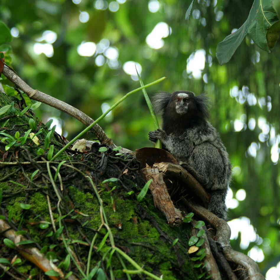 Mico acariensis, photo by Georges Neron