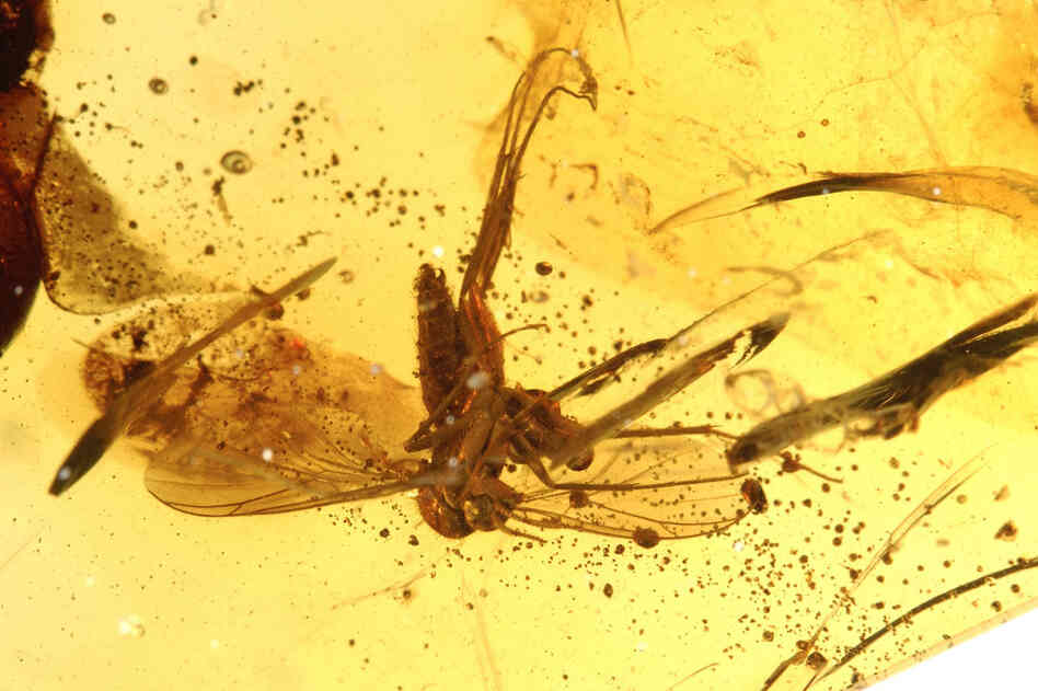 Insects like this fungus gnat have been fossilized for 50 to 52 million years in a deposit of amber excavated in India.