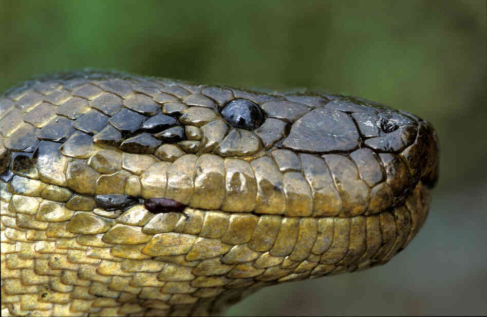 Anaconda boliviana (Eunectes beniensis), photo by Jose Maria Fernandez Diaz-Formenti