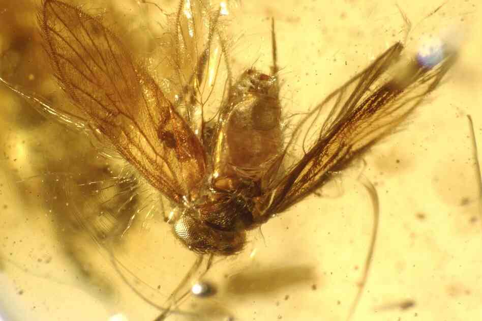 This booklouse from western India is one of 700 arthropods from 55 different genera discovered in the amber deposit.