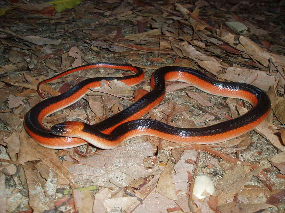 Pseudoboa martinsi, photo by Vinicius Carvalho
