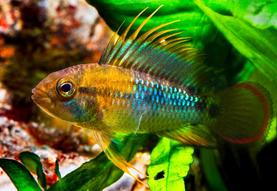 Apistogramma baenschi, photo by Kris Weinhold