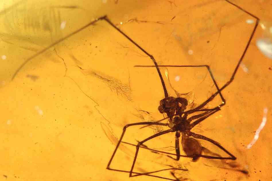 This male spider from the amber deposit is one of the oldest records of the family Pholcidae, which is still around today.