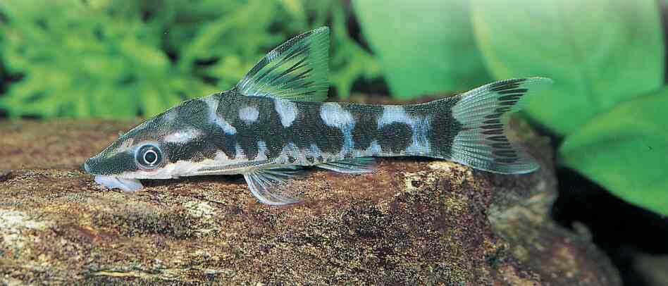 Otocinclus cocama, photo by Ingo Siedel