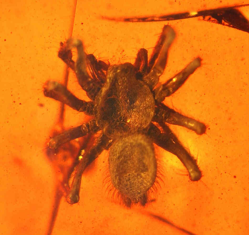 Scientists believe spiders and insects from Asia may have arrived in India by "island-hopping" along a chain of islands.
