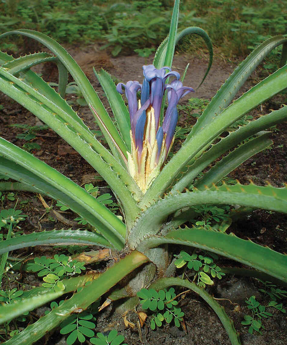 Bromelia araujoi, photo by E. Esteves Pereira