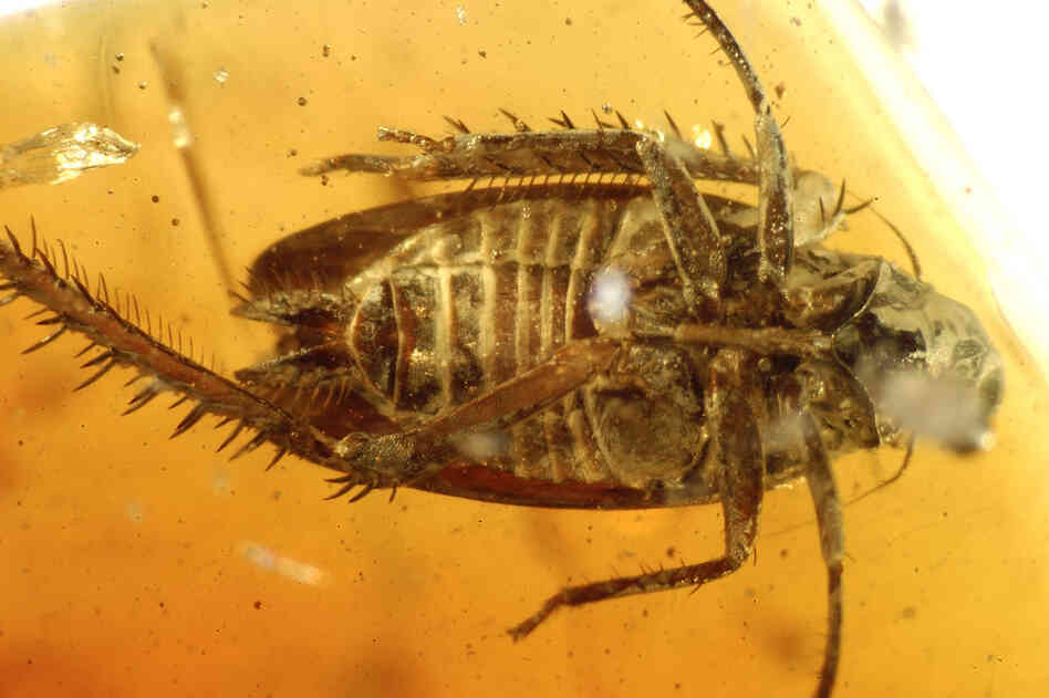 Leaf hoppers like this one thrived in an ancient tropical rainforest in the northwestern Indian state of Gujarat.