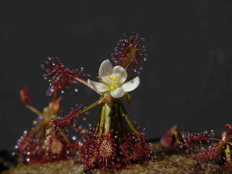 Drosera amazonica, photo by Andreas Fleischmann