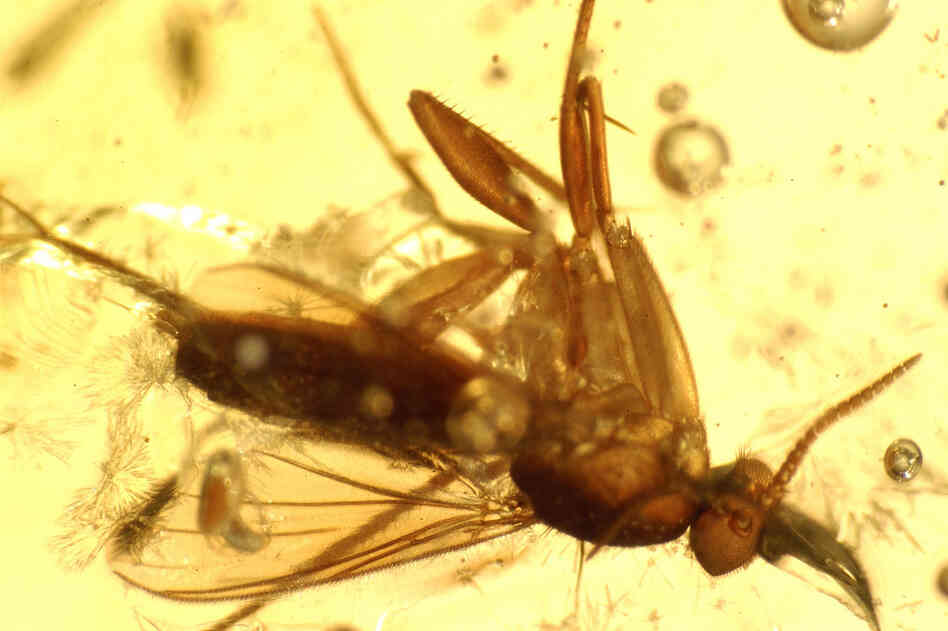 The amber included one of the earliest records of mantis.