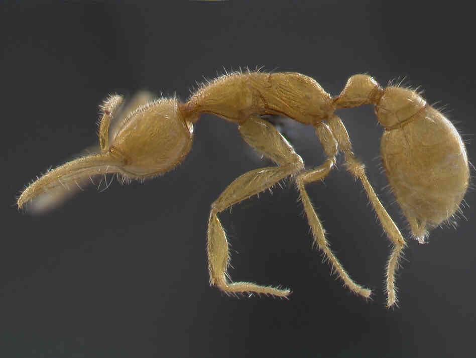 Martialis heureka, photo by Christian Rabeling