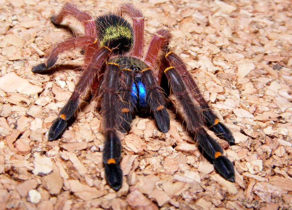 Ephebopus cyanognathus, photo by Keegan Rowlinson