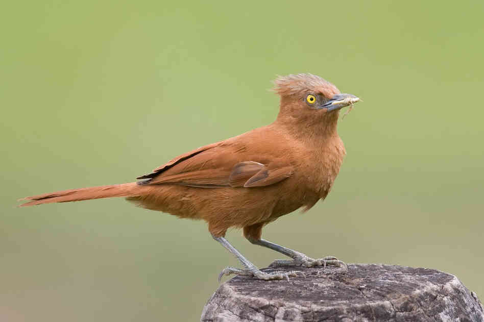 Rufous Twistwing, Cnipodectes superrufus, photo by Arthur Grosset