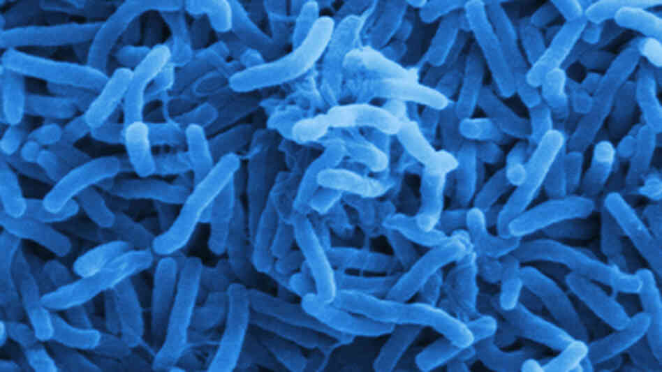 Cholera bacterium Cholera bacterium