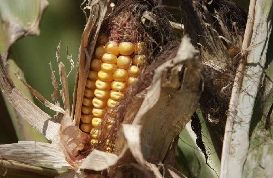The price of corn, among other grains, is on a steep rise The price of corn, among other grains, is on a steep rise