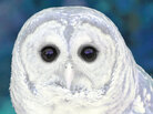 Illustration of a hoot owl. iStockphoto.com Illustration of a hoot owl. iStockphoto.com