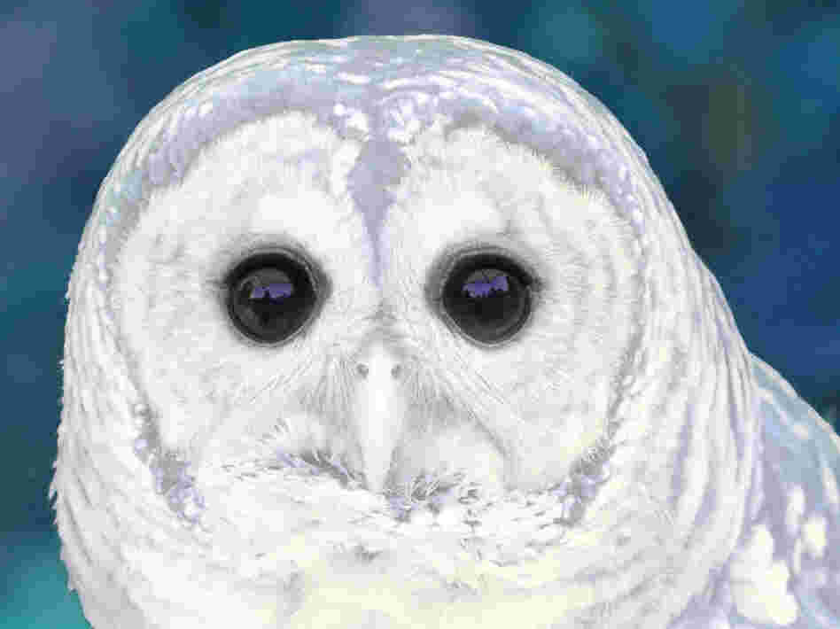 Illustration of a hoot owl. iStockphoto.com Illustration of a hoot owl. iStockphoto.com