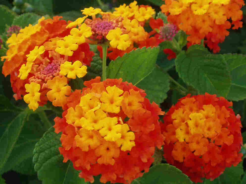 Lantana camara bandera española Lantana camara bandera española