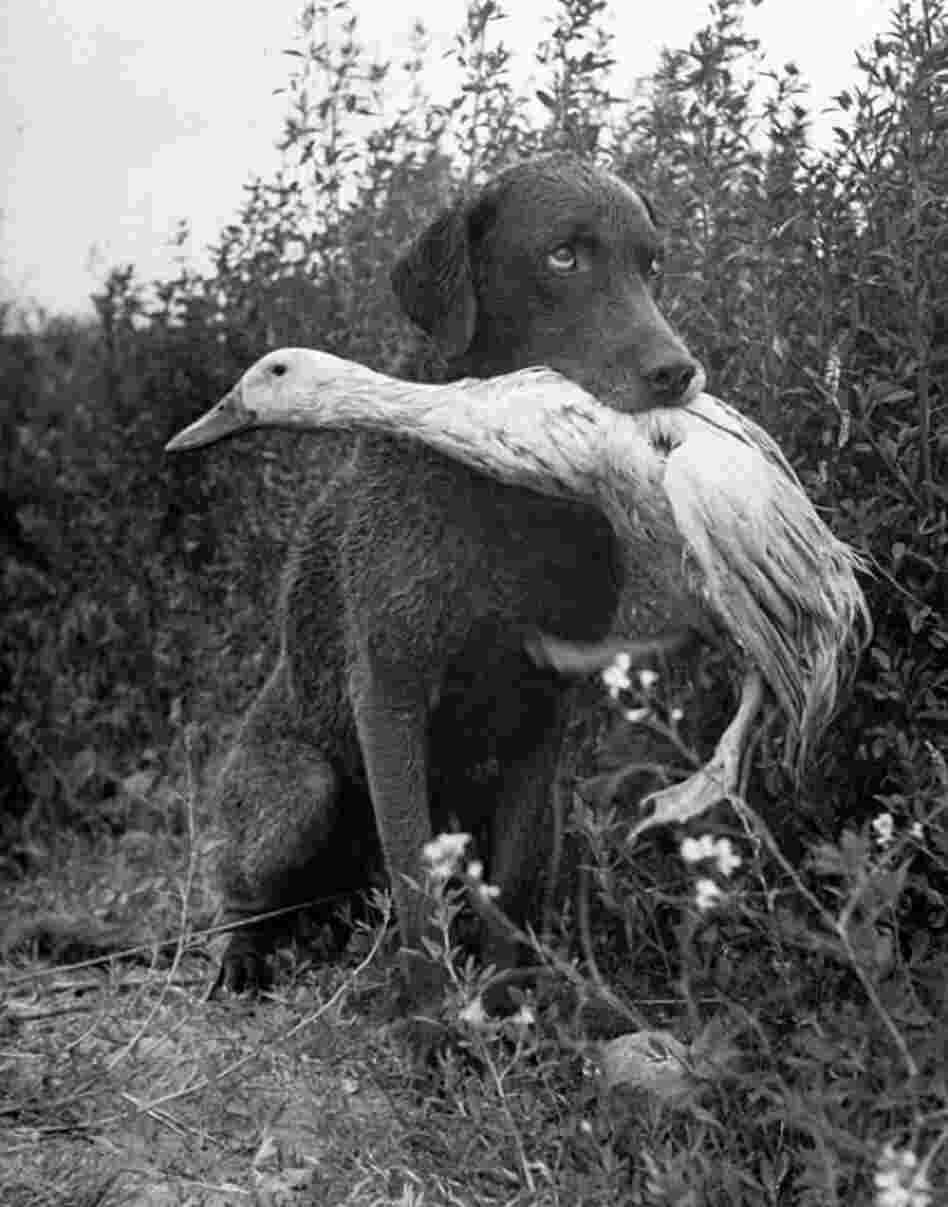 Loomis Dean grew up around the circus and had a marvelous sense of humor. Despite the mistaken first impression that might come with seeing Donald and Trigger, to me it is warm, whimsical and fun — just like the man behind the lens. Donald, who habitually convinces dogs to retrieve him from water, rescued by Trigger, Yakima, Wash., 1949 