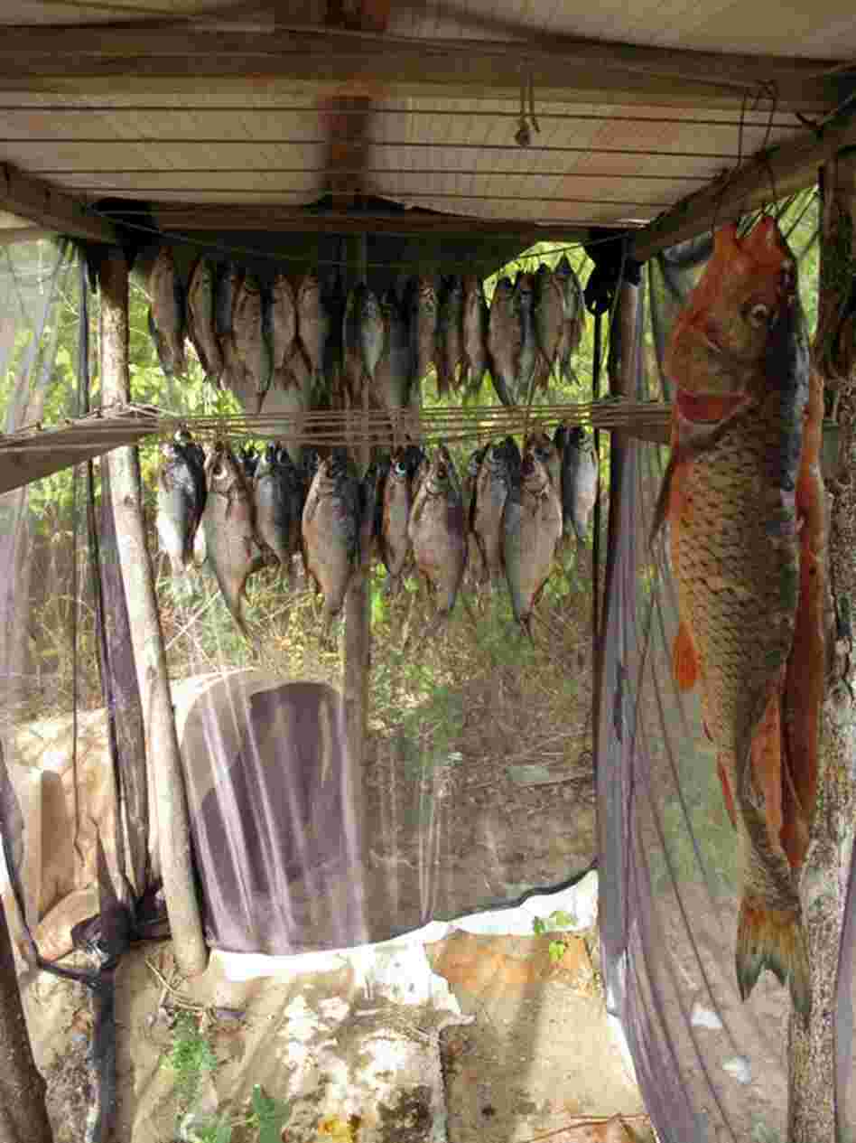 Anatolievich hangs his fish to dry before smoking his catch over a wood fire.