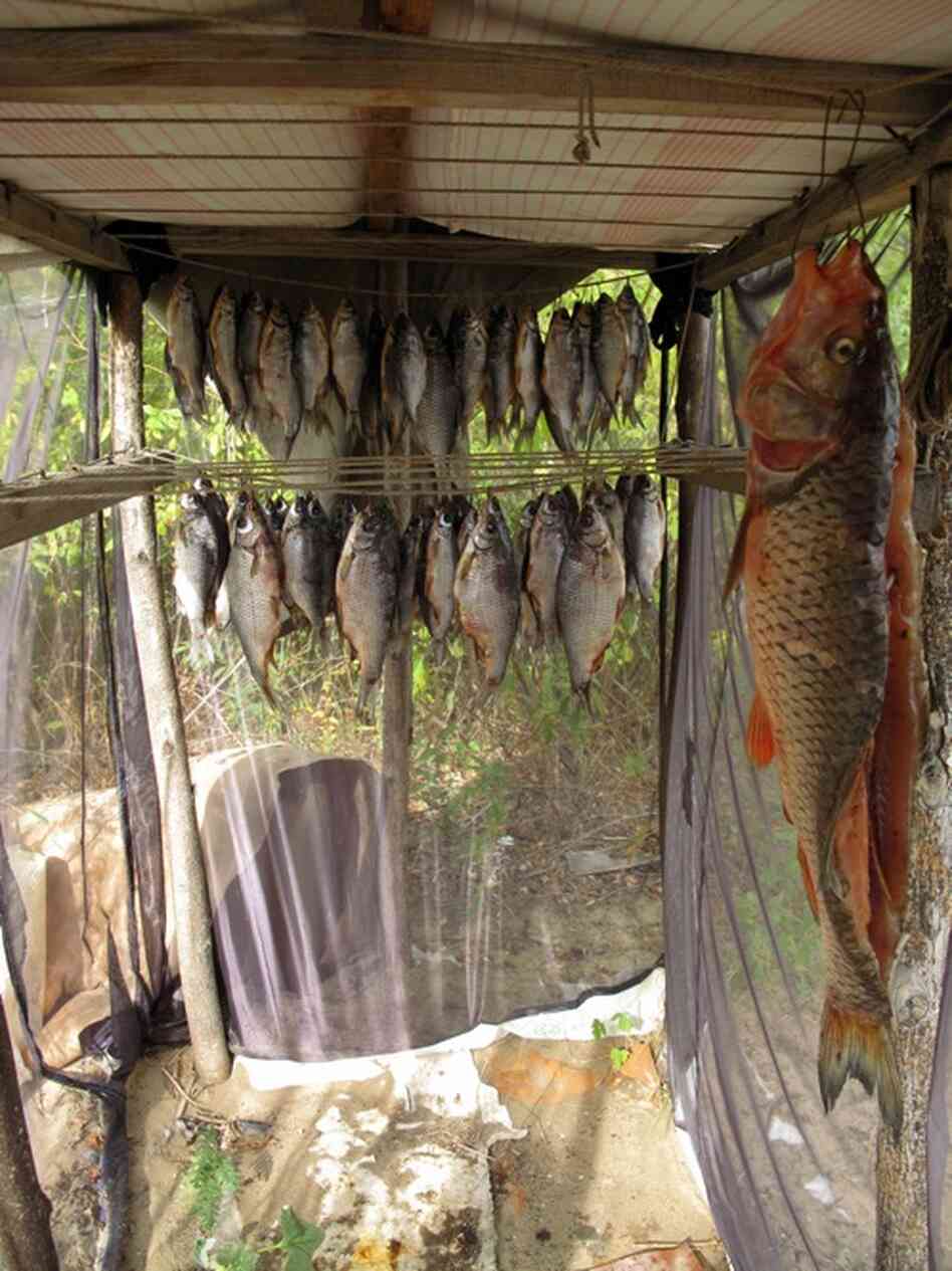 Anatolievich hangs his fish to dry before smoking his catch over a wood fire.