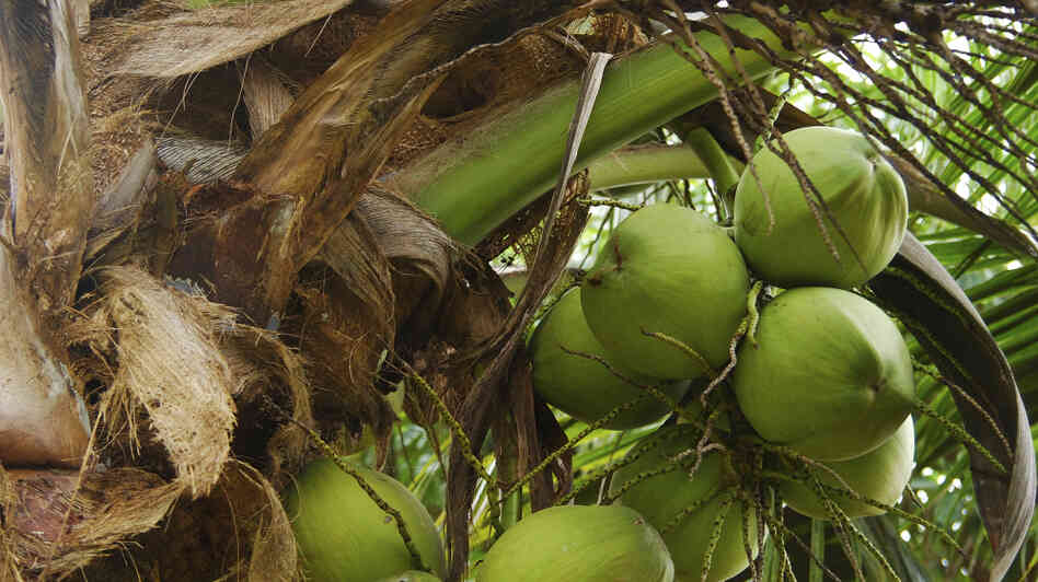 coconuts coconuts