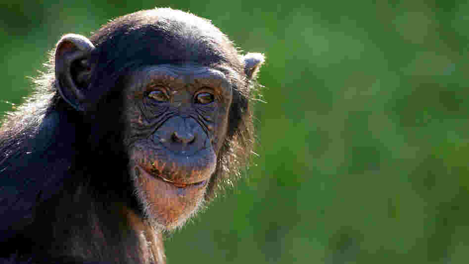A young chimpanzee at Sydney's Taronga Zoo A young chimpanzee at Sydney's Taronga Zoo