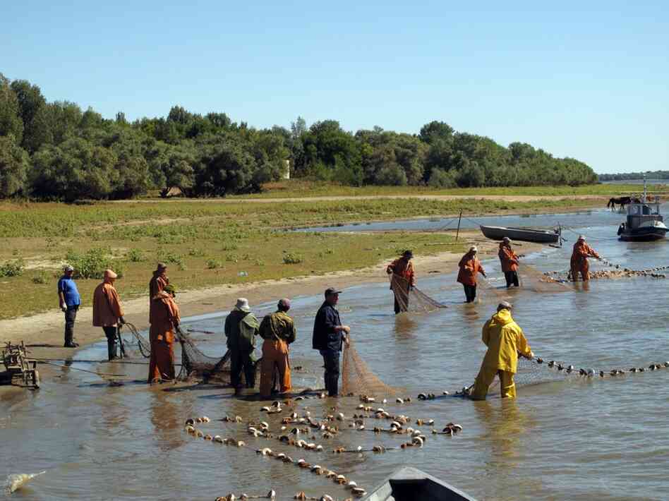 A collective of fishermen hauls in the catch under the observation of police. Astrakhan, the last major city downstream on the Volga River before it reaches the Caspian, was once the caviar capital of Russia.