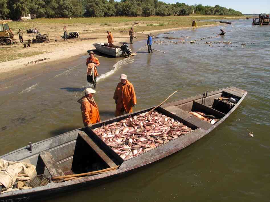 When sturgeon neared extinction, the Russian government banned commercial fishing of the endangered species. For these fishermen, it meant going after other types of fish and a dramatic cut in their income.
