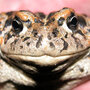 Amargosa Toad