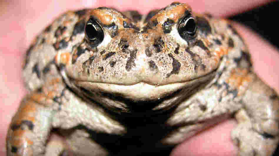 Amargosa Toad Amargosa Toad