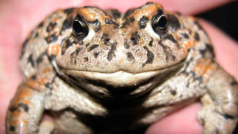 Amargosa Toad Amargosa Toad