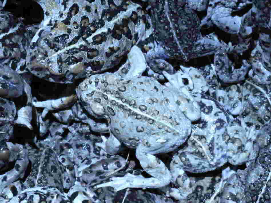 Bucket of Amargosa toads