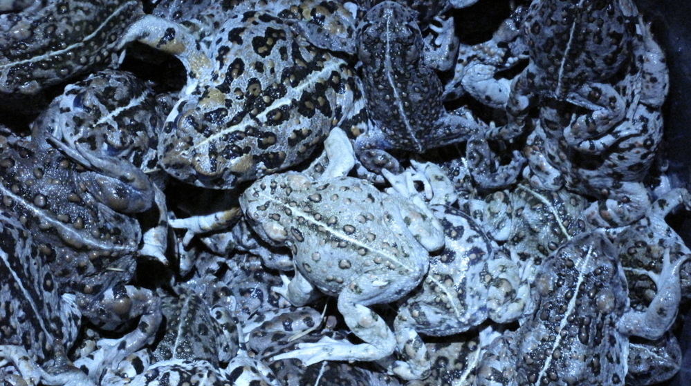 Bucket of Amargosa toads