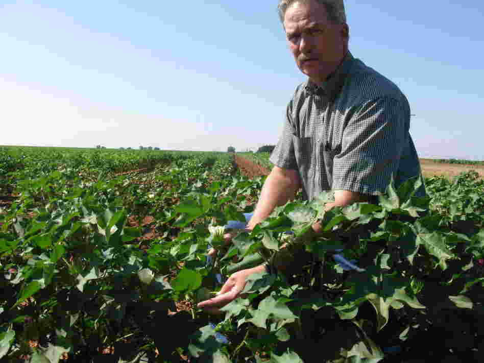 Texas Cotton Texas Cotton