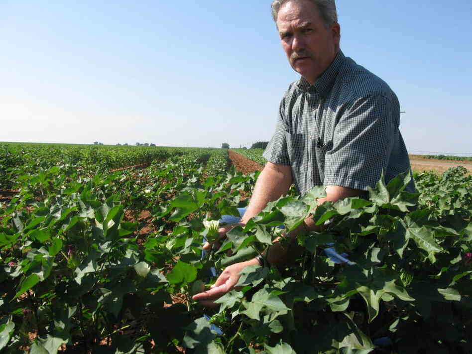 Texas Cotton Texas Cotton