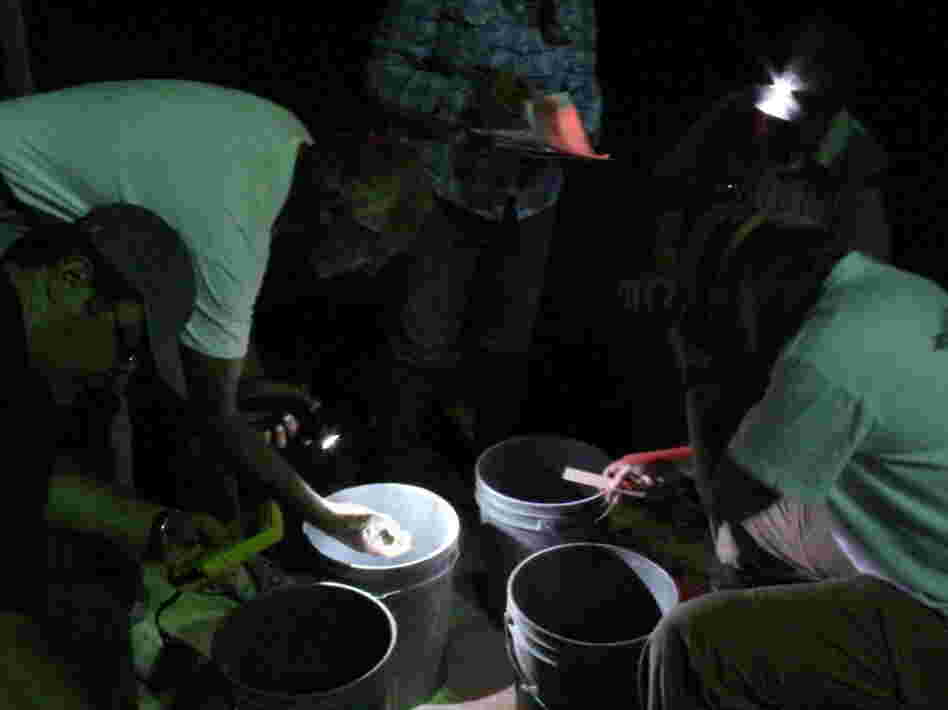 Sorting Amargosa toads in Beatty, Nev.