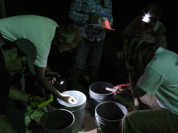 Sorting Amargosa toads in Beatty, Nev.