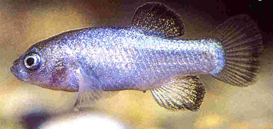 Devil's Hole pupfish. Credit: AP